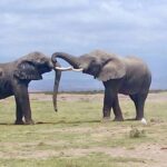 KENYA AND TANZANIA OVERLAND SAFARI – 14 DAYS